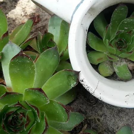 Emstal In Oberlangen