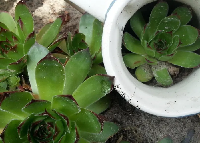 Emstal In Oberlangen